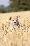 CORGI PEMBROKE 086